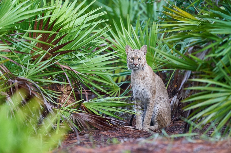 Bobcat-_A9B4278-Indian-Lake-Estates-FL-1