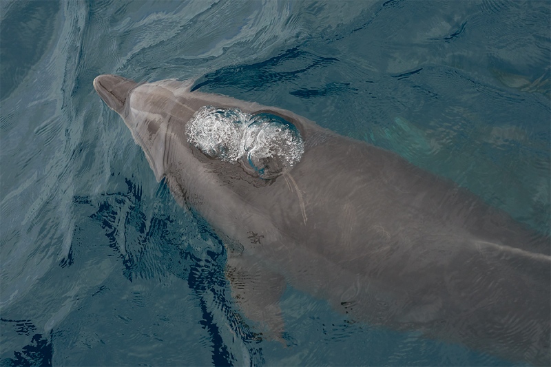 Bottle-nosed-Dolphin-blowing-air-bubbles-_DSC1062-Floreana-Galapagos-1