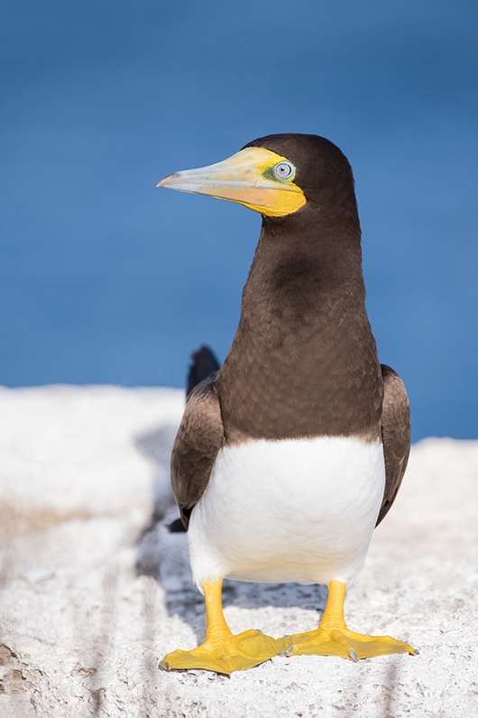 Bown-Booby-male-in-breeding-plumage-_DSC5525--Cayman-Brac