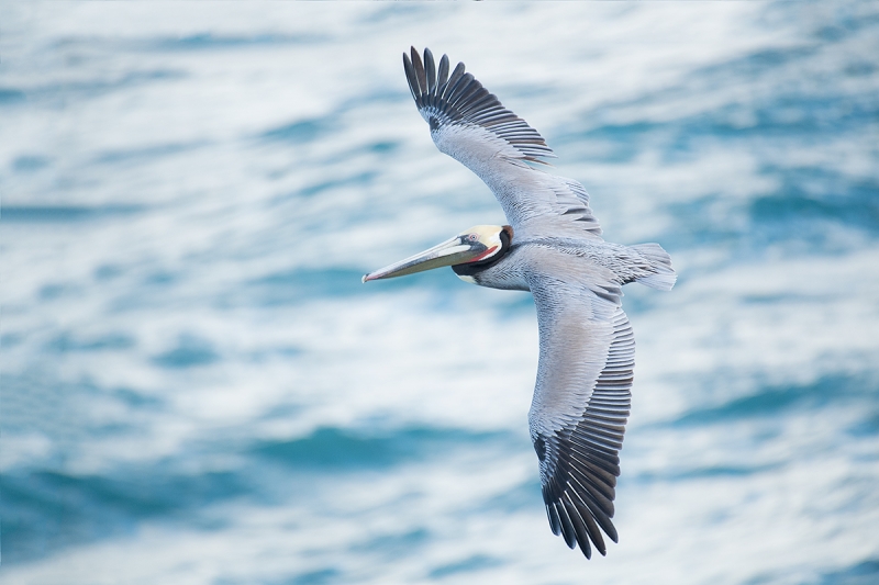 Bown-Pelican-top-shot-_DSC0578--La--Jolla,-CA