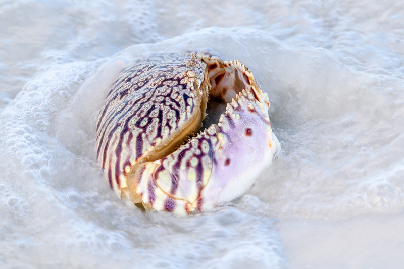 Box-Crab----red-tide-_DSC6034Fort-DeSoto-Park,-Tierra-Verde,-FL