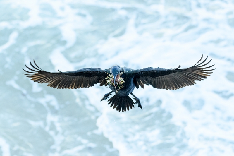 Brandt'-Cormortant-incoming-with-nesting-material-_DSC5267--La--Jolla,-CA