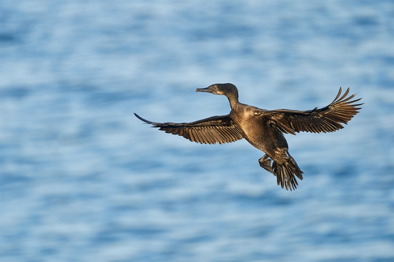 Brandts-Cormorant-A-incoming-flight-_A923496-La-Jolla-CA-1