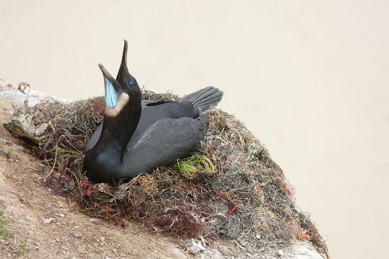 Brandt\'s-Cormorant-B-displaying-on-nest-_T0A0073-La-Jolla,-CA