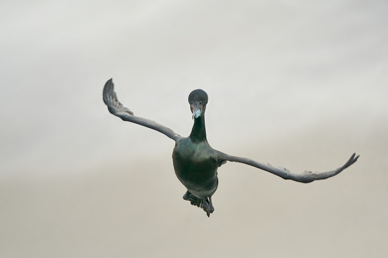 Brandt's-Cormorant-V--II-incoming-#2-_DSC3931--San-Diego,-CA-1