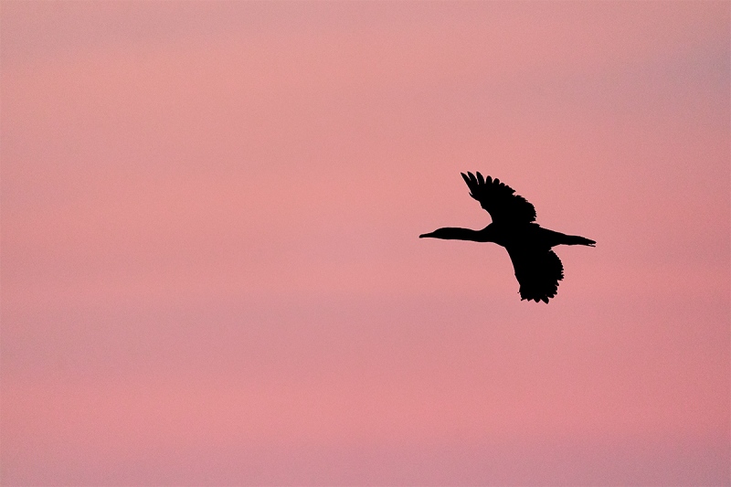 Brandts-Cormorant-against-pink-sky-_A922469-La-Jolla-CA-1