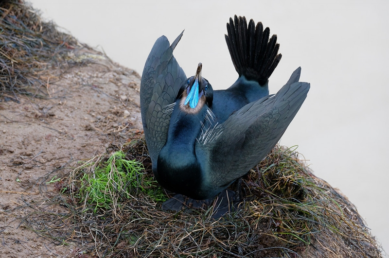 Brandt\'s-Cormorant-displaying-_DSF2085-La-Jolla,-CA