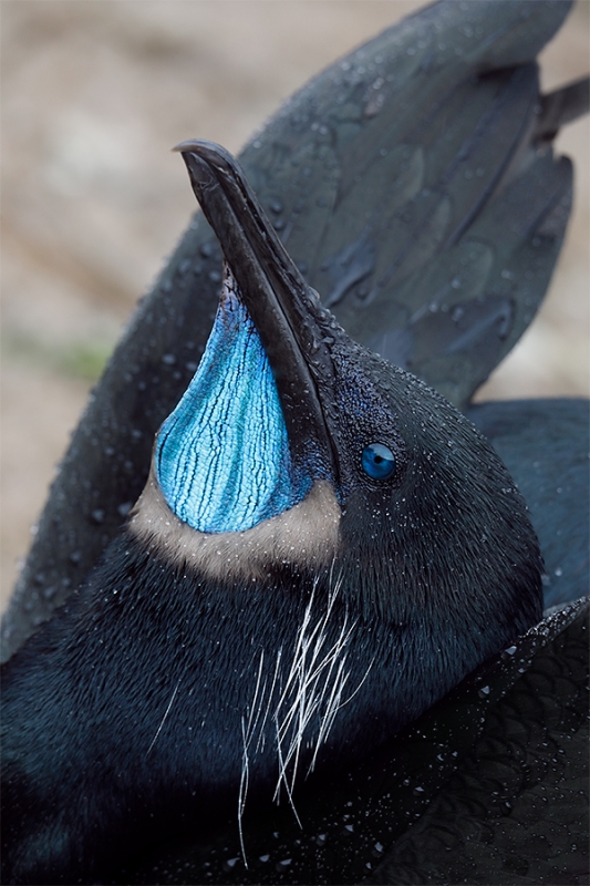 Brandt\'s-Cormorant-displaying-_W5A9641-La-Jolla,-CA