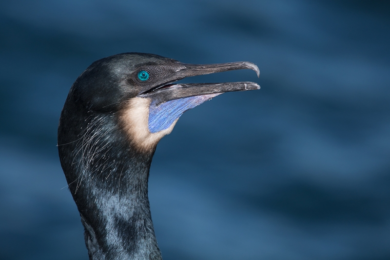 Brandt's-Cormorant-gular-panting-_DSC5013--La-Jolla,-CA