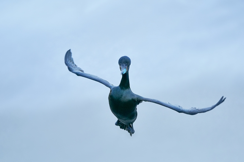 Brandt's-Cormorant-incoming-#1-_DSC3930--San-Diego,-CA-1