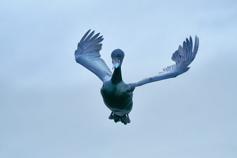 Brandt's-Cormorant-incoming-#2-_DSC3931--San-Diego,-CA-1