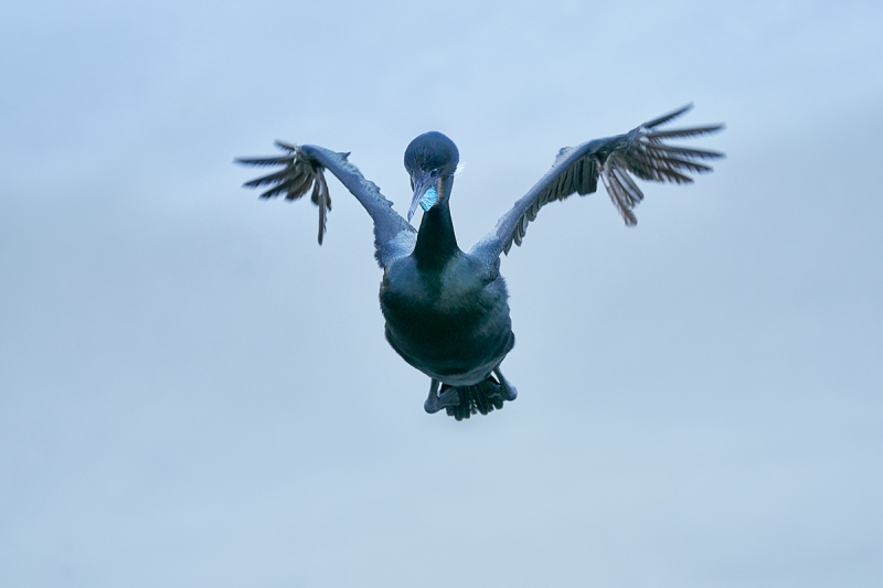 Brandt's-Cormorant-incoming-#3-_DSC3930--San-Diego,-CA-1