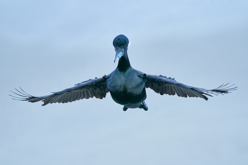 Brandt's-Cormorant-incoming-#4-_DSC3931--San-Diego,-CA-1