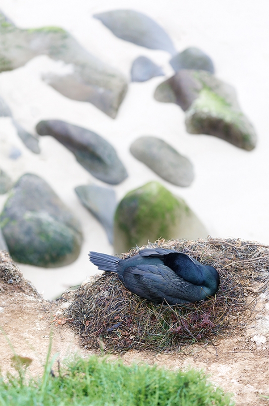 Brandt\'s-Cormorant-sleeping-on-nest-_P3A9542-La-Jolla,-CA--