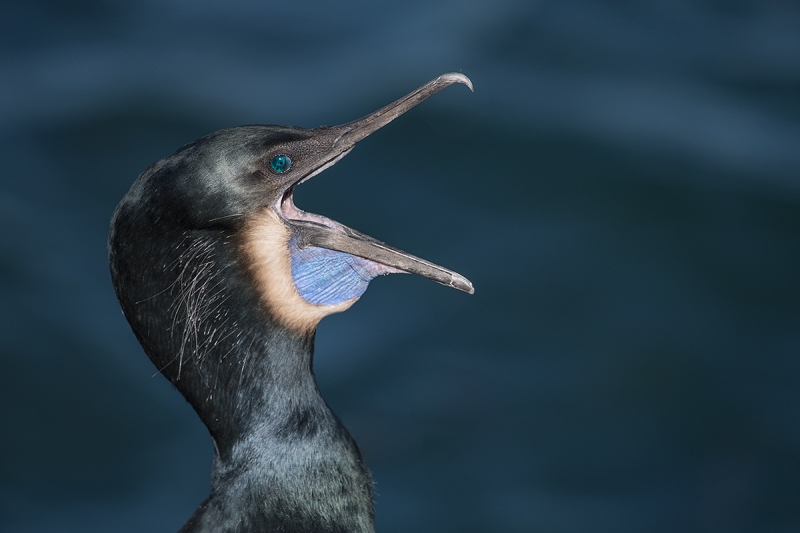 Brandt's-Cormorant-yawning-_DSC5001--La-Jolla,-CA