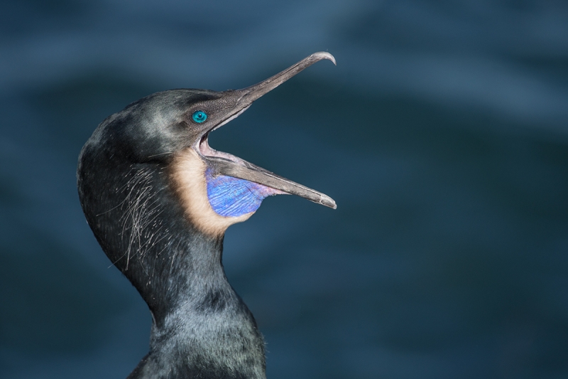 Brandt's-Cormorant-yawning-eye-replaced--_DSC5001--La-Jolla,-CA