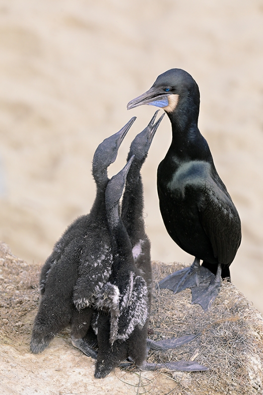 Brandt's-Cormorants----three-chicks-begging-_P3A0339-La-Jolla,-CA--