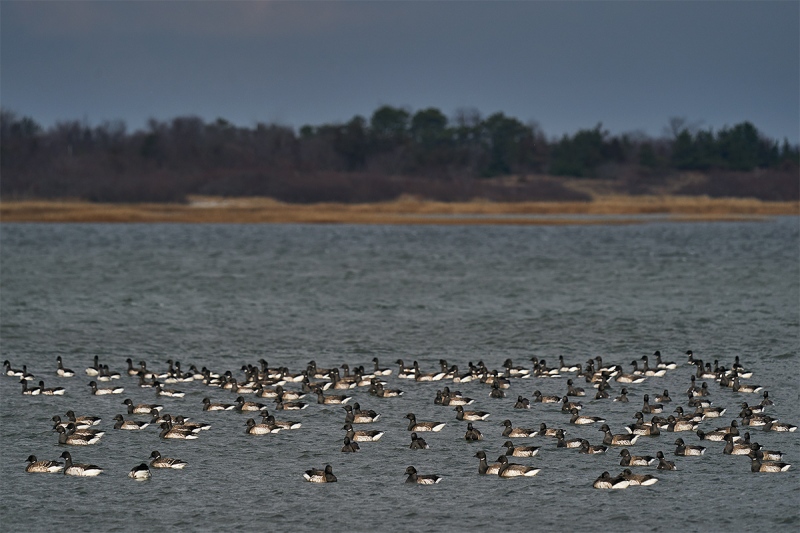 Brant-flock-in-bay-A-_A929159-Point-Lookoout-LI-NY-1