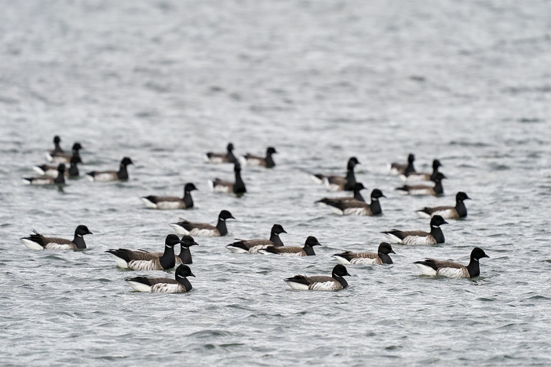 Brant-flock-in-bay-_A929195-Nickerson-Beach-LI-NY-1