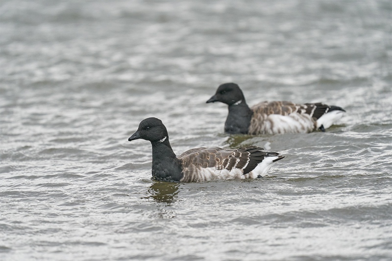 Brant-juxtaposed-_A929270-Nickerson-Beach-LI-NY-1