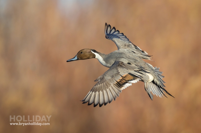 BrianNorthernPintail_L3A0695_webforArtie