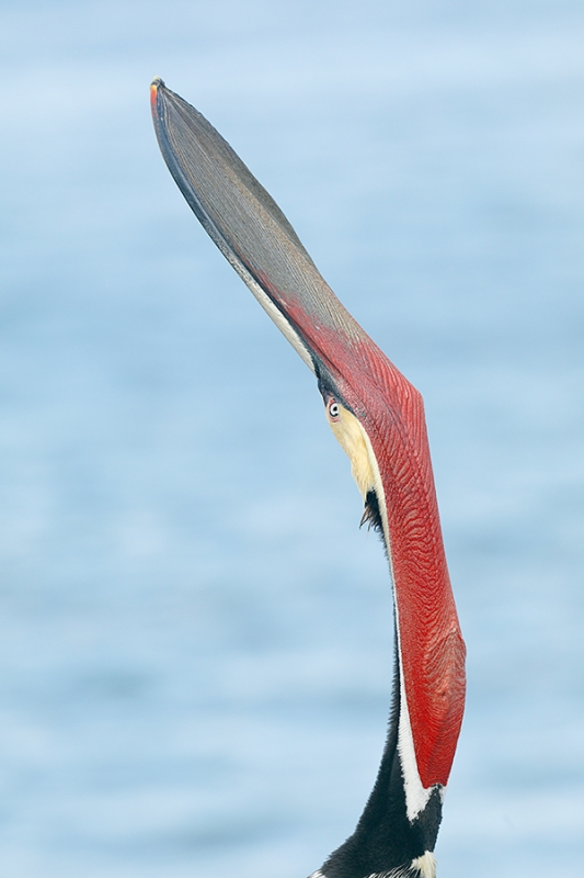 Browb-Pelican-head-throw-_P3A0805-La-Jolla,-CA