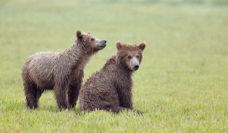 Brown-Bear-Cubs-_W5A5673-Hallo-Bay,-Katmai-National-Park,-AK