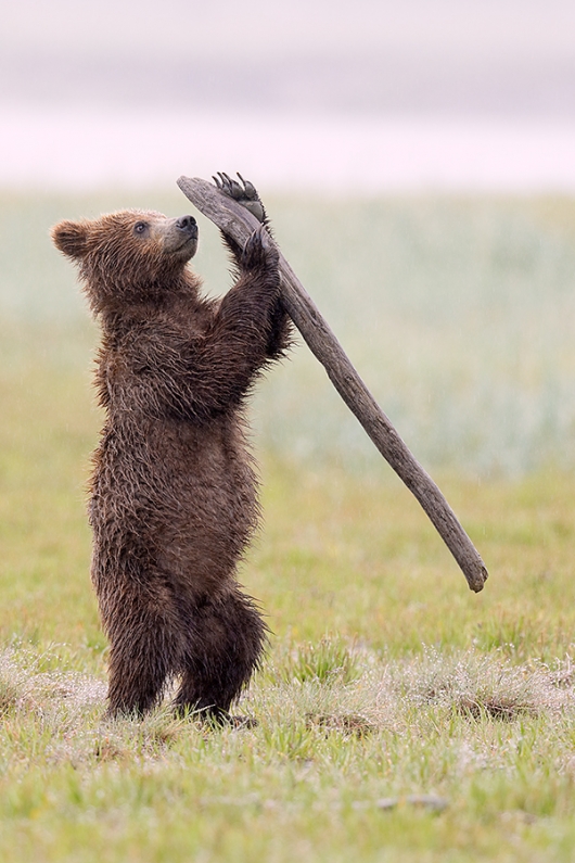 Brown-Bear-yearling-cub-playing-with-stick-_W5A5723-Hallo-Bay,-Katmai-National-Park,-AK