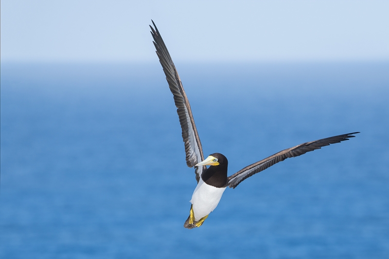 Brown-Booby-angel-pose--_DSC8482--Cayman-Brac-2