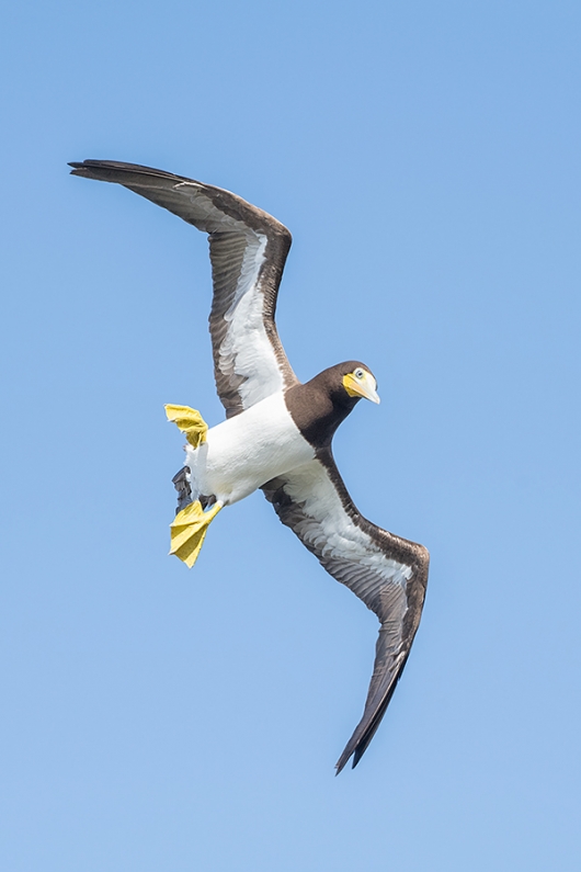 Brown-Booby-braking-in-flight-_DSC5711--Cayman-Brac