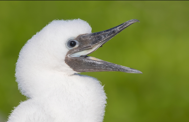 Brown-Booby-chick--_DSC8600--Cayman-Brac