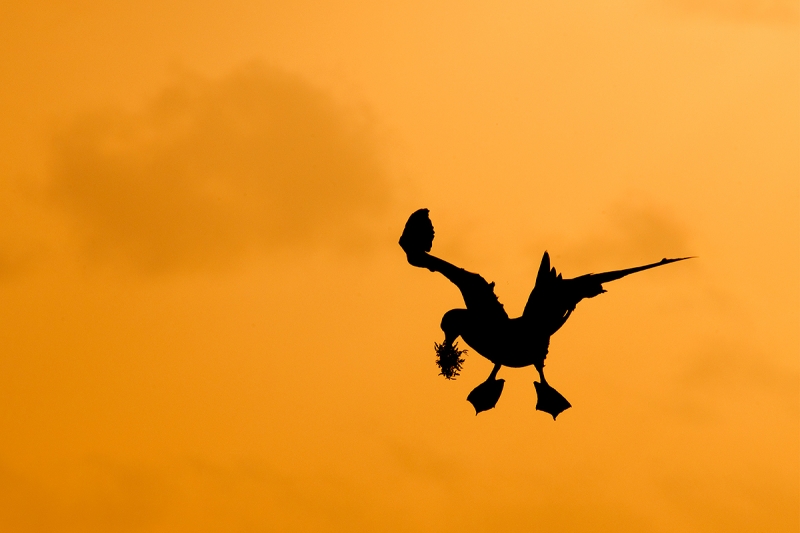 Brown-Booby-landing-w-nesting-material----silhouette-_DSC6458--Cayman-Brac