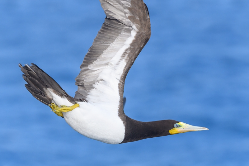 Brown-Booby-leaping-off-cliff-_DSC6379--Cayman-Brac