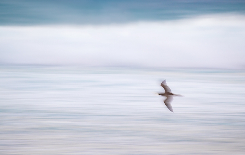 Brown-Booby-pan-blur-_DSC9982--Cayman-Brac