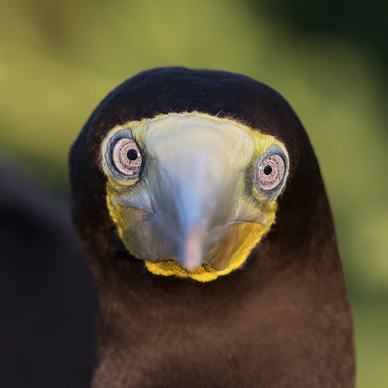 Brown-Booby-tight-face-portrait----breeding-plumage-male-_DSC6207--Cayman-Brac