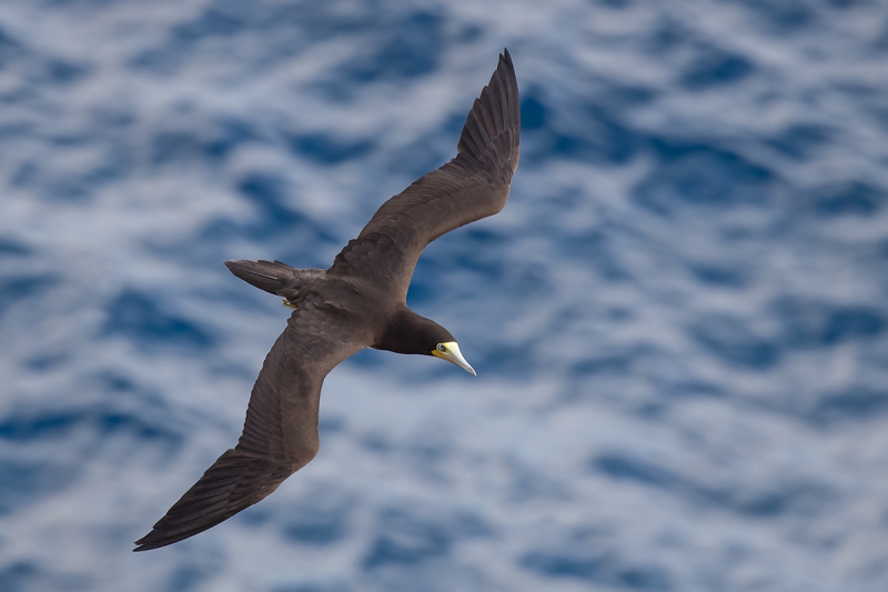 Brown-Booby-top-shot-_DSC8508--Cayman-Brac