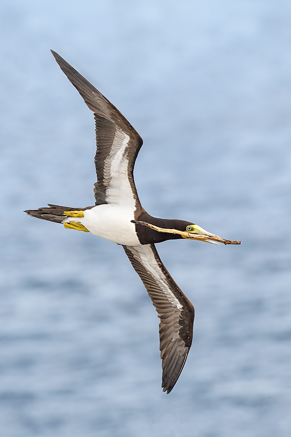 Brown-Booby-with-stick-_DSC6033--Cayman-Brac