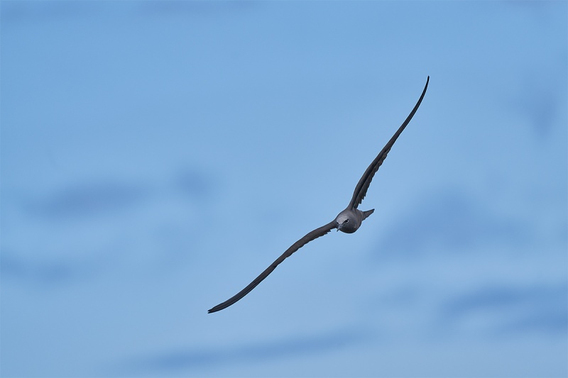 Brown-Noddy-in-flight-a-a7-iii-_A7R9899-Punta-Moreno-Isabela-Galapagos-1