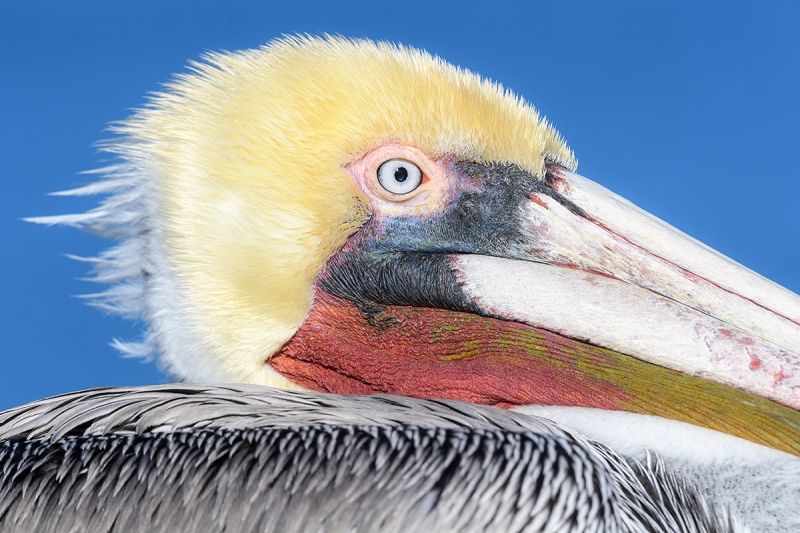 Brown-Pelcian-Pacific-race-face-and-bill-close-up-_DSC3445--La--Jolla,-CA