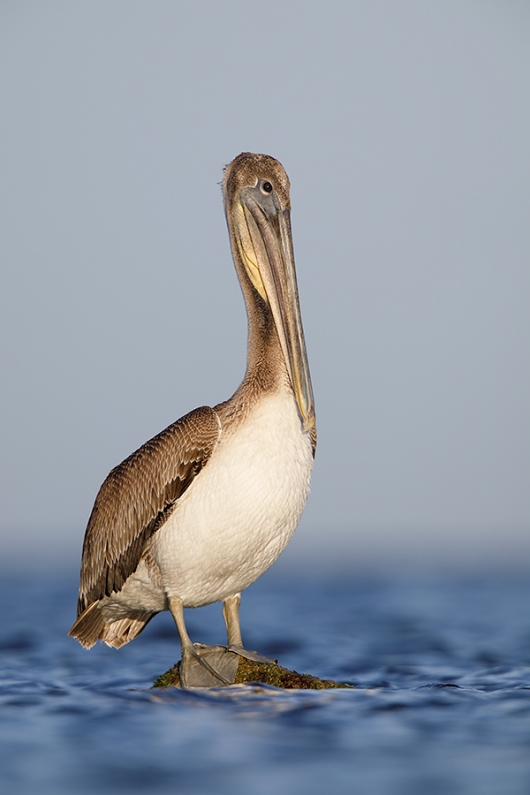 Brown-Pelcian-juvenile-on-rock-low-perstpective-_W5A7642-Fort-DeSoto-Park,-FL