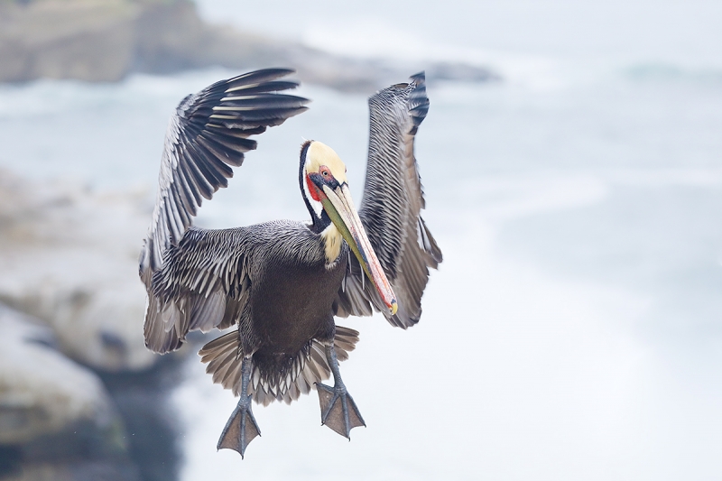 Brown-Pelcian-landing-_P3A0282-La-Jolla,-CA