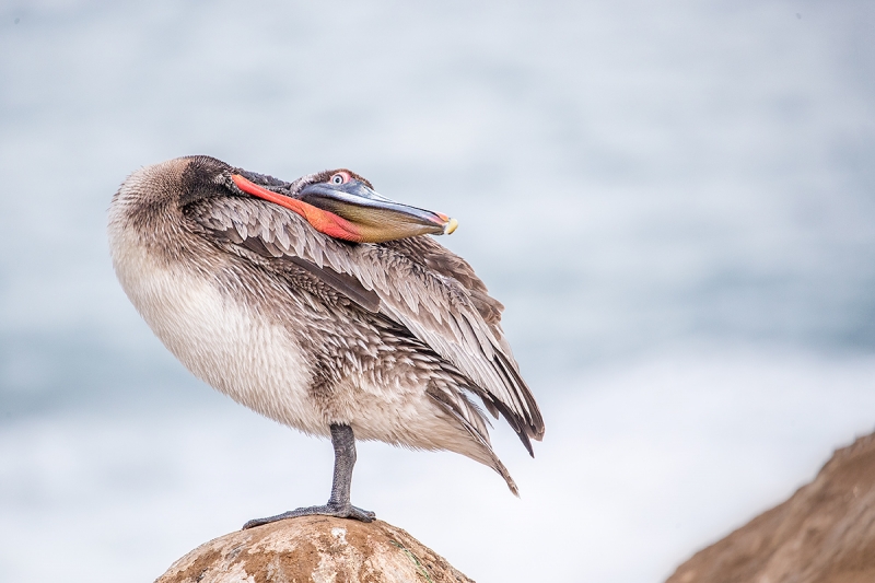 Brown-Pelican-2-year-old-preening-coverts-with-bill-pouch-_J1I1644--La-Jolla,-CA