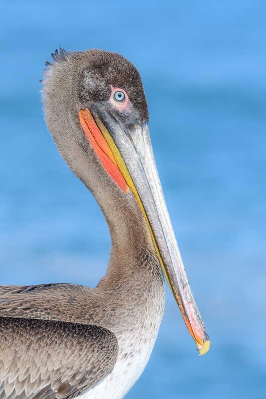 Brown-Pelican-2-yr-old-_DSC2005--La--Jolla,-CA