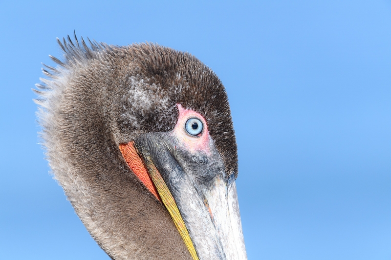 Brown-Pelican-2-yr-old-tight-head-_DSC2005--La--Jolla,-CA