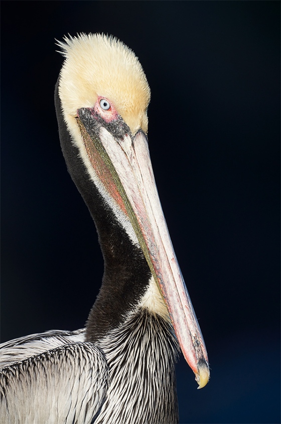 Brown-Pelican-BLACKGround-_7R46526-La-Jolla-CA-1