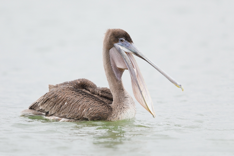 Brown-Pelican-LR--juvenile-laughing-_W5A8767-Fort-DeSoto-Park,-FL