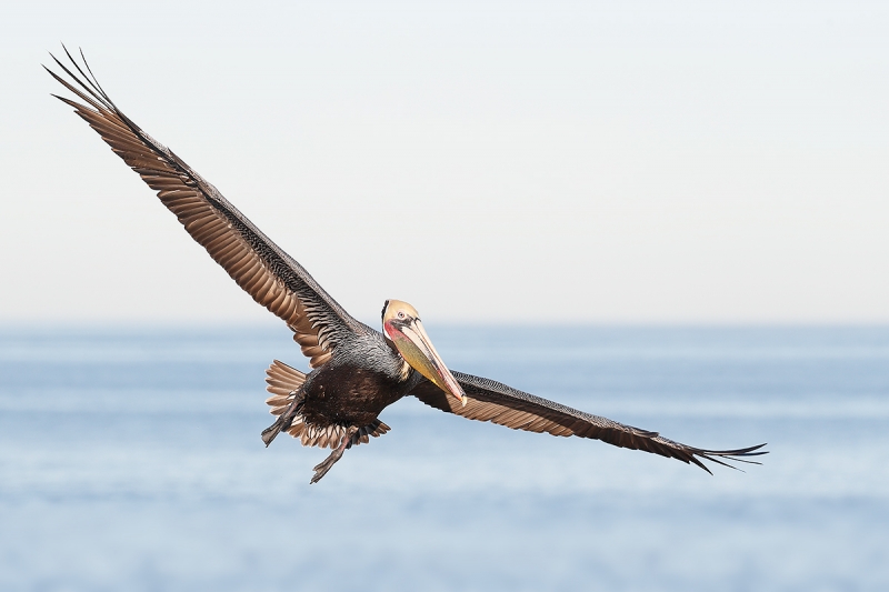 Brown-Pelican-Pacifc-race-breeding-plumage-in-flight-_J1I0780--La-Jolla,-CA