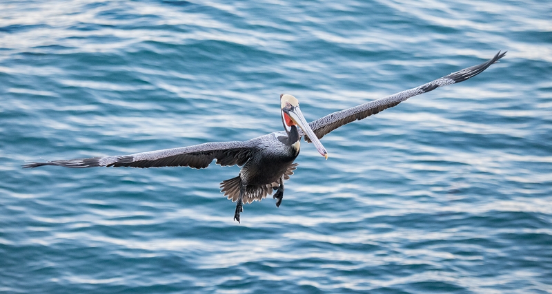 Brown-Pelican----Pacifc-race-incoming-_MAI8464--San-Diego,-CA