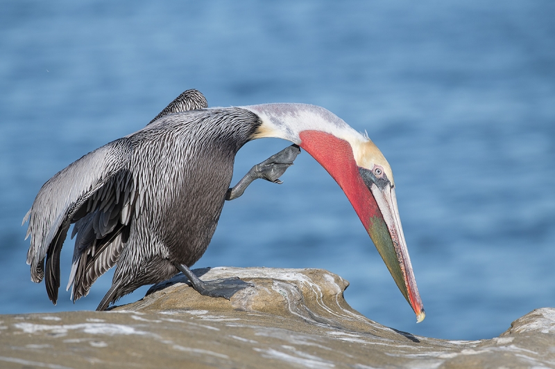 Brown-Pelican-Pacifc-race-scrathing-_DSC2179--La--Jolla,-CA