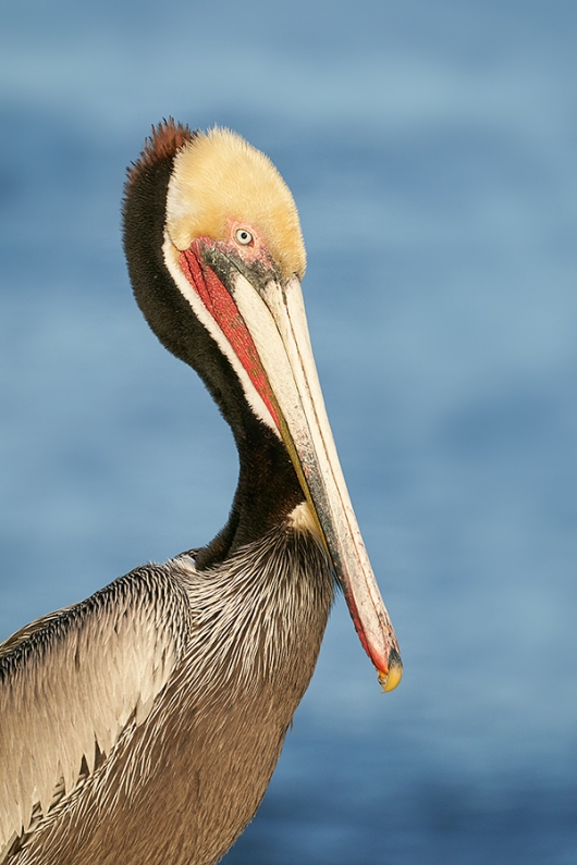 Brown-Pelican-Pacific-race-breeding-plumage-head-and-shldrs-portrait-_DSC1078--San-Diego,-CA-2